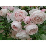 Hans Gonewein Rose (Ханс Геневайн Роуз)